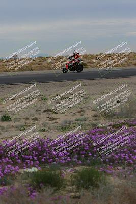 media/Jan-14-2023-SoCal Trackdays (Sat) [[497694156f]]/Turn 14 Exit Bloomig (145pm)/